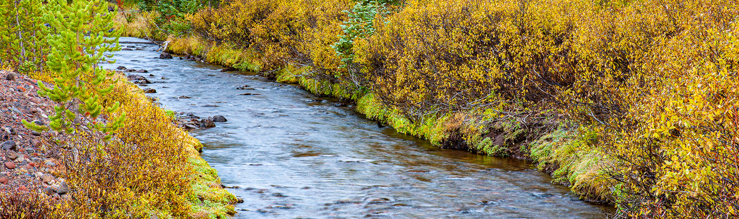 yellow bushes surrounding a river